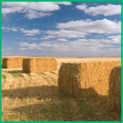 Cashflow & The Hay Job – Part 3